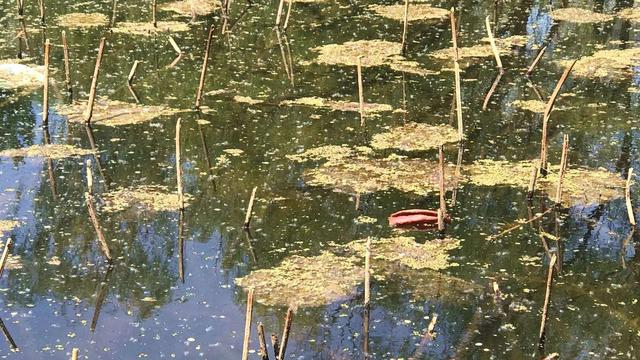 荷花池花期虽过但莲蓬正生,莲花池荷花几月份开花最好看