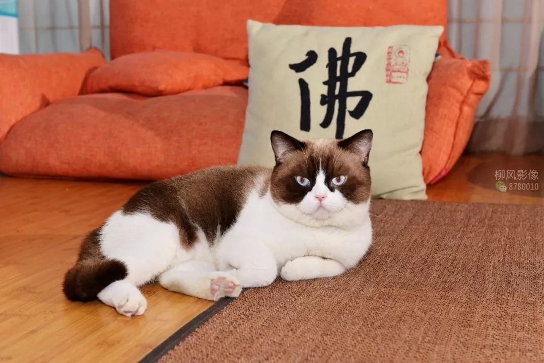 2010-2019网络流行语,20102021网络流行语解释