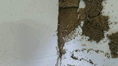 夏天最爱登门拜访惠州人的虫子，满屏全都是惊吓