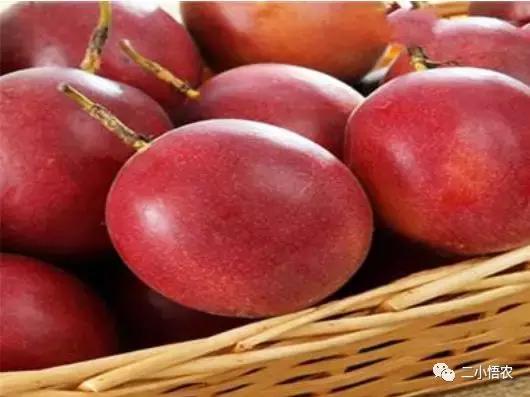 进口高端水果种植,种植技术难经济效益高的水果