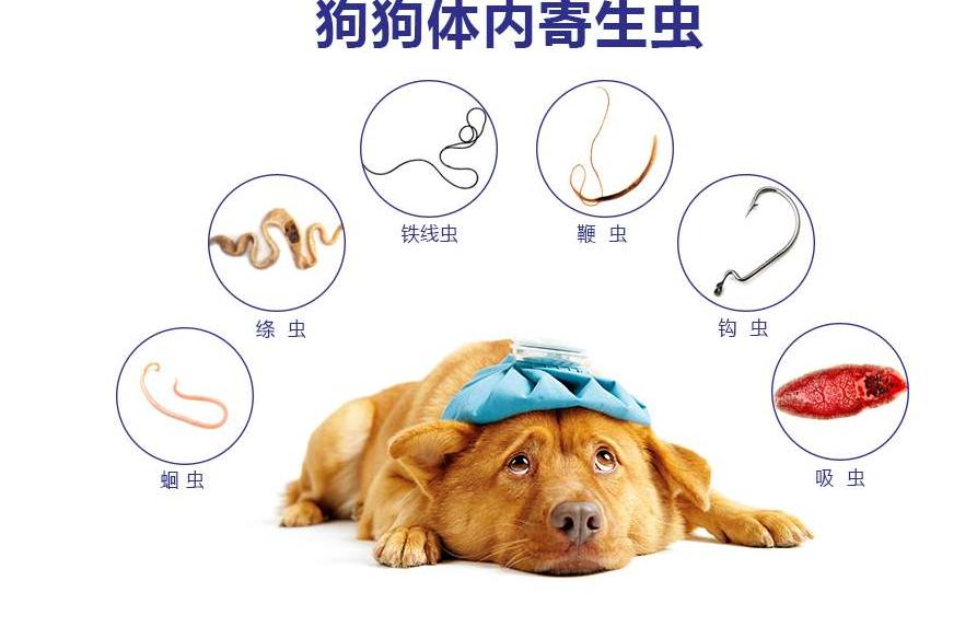 狗狗这5种疾病，容易导致死亡，感冒居然也算？