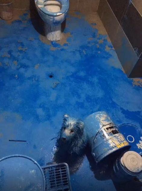 养宠物的本质是让人有优越感,每天养一种宠物的感觉是什么感觉