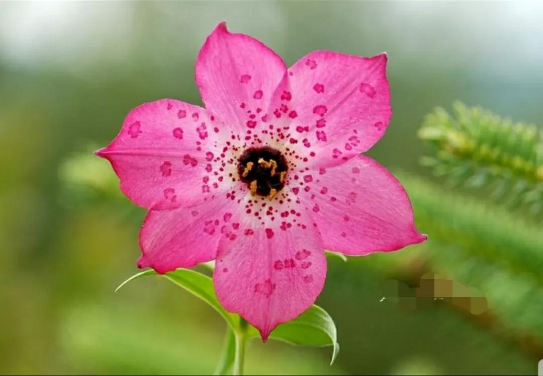 芳踪难觅濒危花!清新治愈篇:沙漠高原是吾家,豹子花的春天来了
