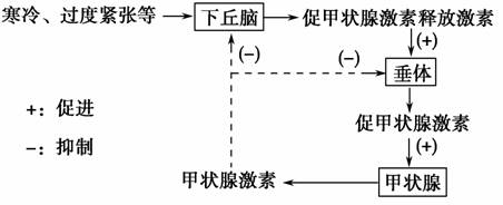 甲功t4偏低是怎么回事,甲功t4低是什么意思