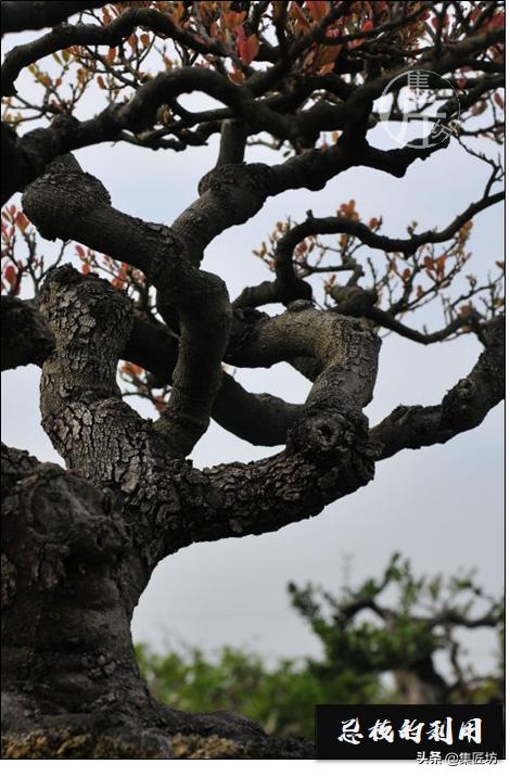 十字修剪法,十字花技法