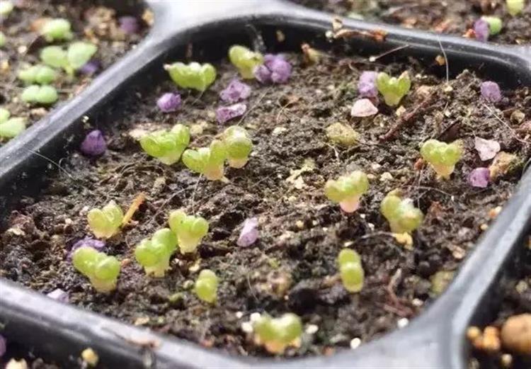 养多肉的土发霉是怎么回事,品氏泥炭土发霉了还能用吗