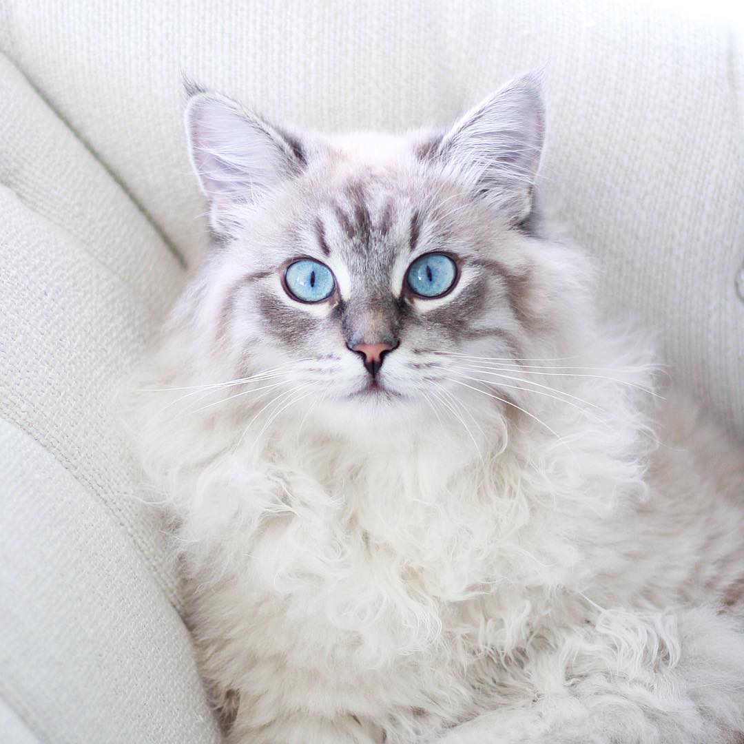 球虫病猫咪,猫咪球虫病用什么药