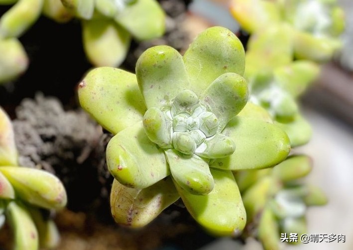 你看花如雪如霜白璧无瑕——多肉仙女杯大集合