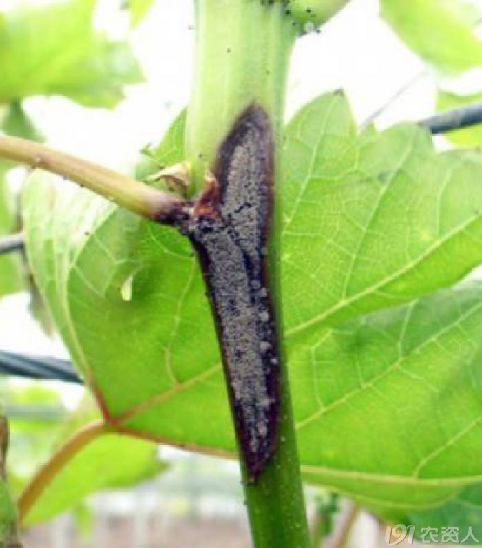 葡萄8月管理,葡萄八月的霜霉防治