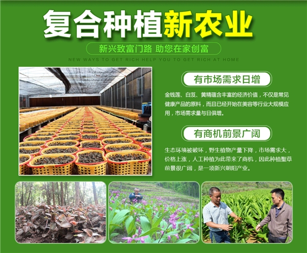 滇黄精大田种植效益分析,富硒黄精种植技术