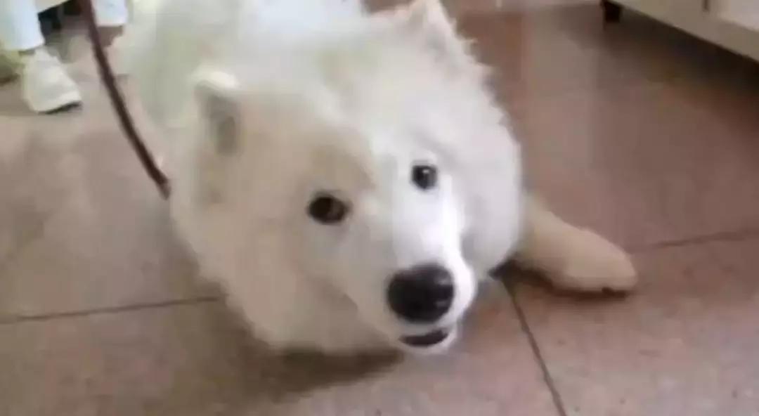 备孕家里的毛孩子怎么办,毛孩子发情期注意事项