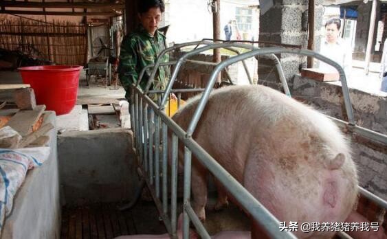 硫酸黏菌素有什么作用和功效,兽用硫酸粘菌素可以长期喂吗