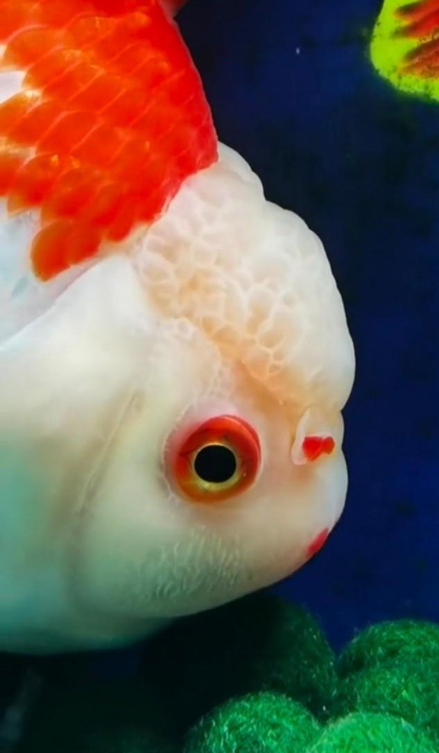 金鱼拉空气便是怎么回事,金鱼空气便治疗