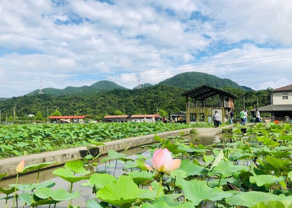 莲藕怎么挑带丝的藕片,莲藕怎么挑脆的