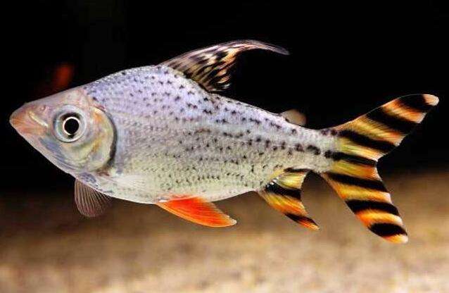 养观赏鱼小知识大全,养观赏鱼知识大全