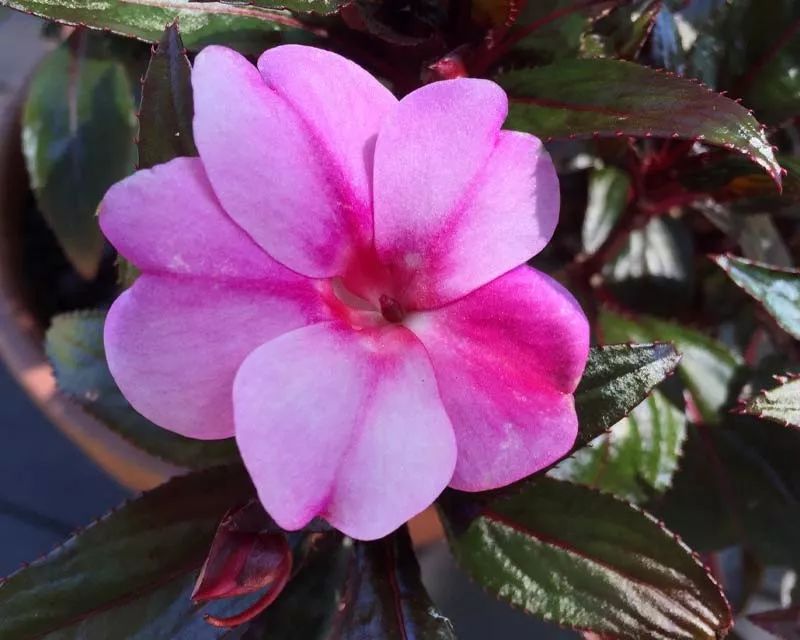 凤仙花常见疾病及治疗方法,新几内亚凤仙每年都会开花吗