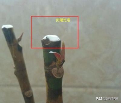 日本封口胶盆景,80年代老桩盆景