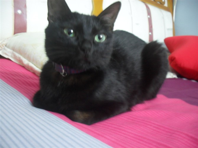 中华田园猫黑猫绿眼,中国田园猫咪黑猫