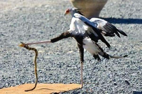 “沙漠死神”黑曼巴蛇横行非洲，也逃不过平头哥带队的捕蛇小队