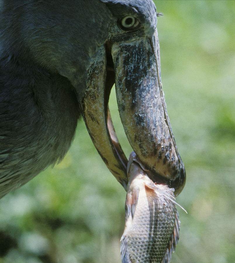 鲸头鹳看上去呆傻又蠢萌，实际上它连鳄鱼都吃，龟壳都能消化掉