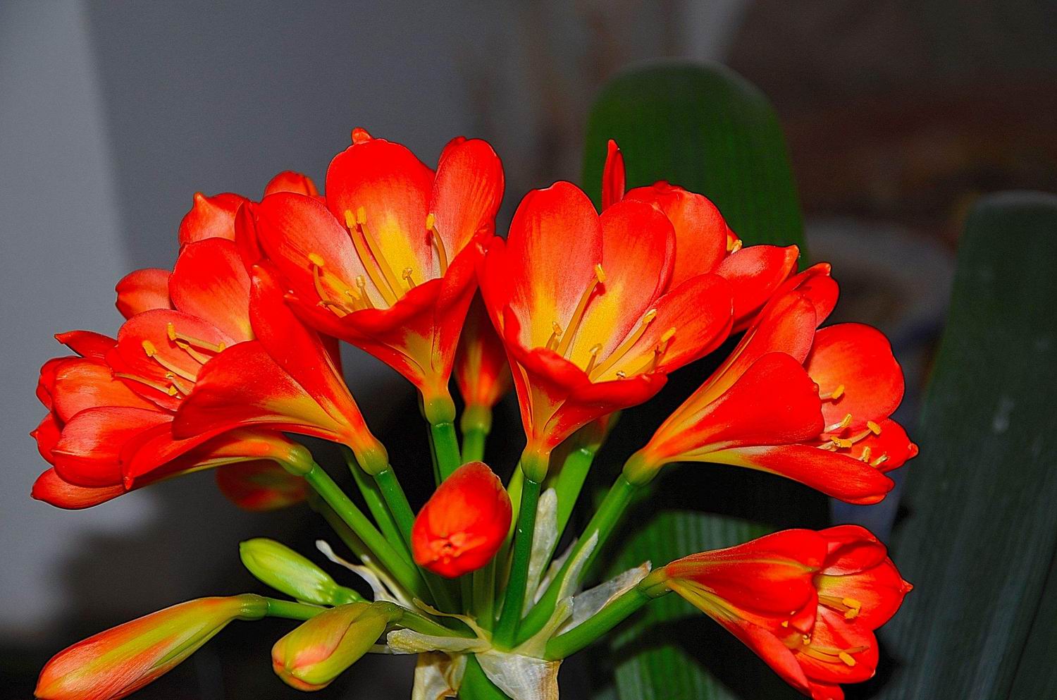 东北君子兰炒作事件,八十年代炒作君子兰