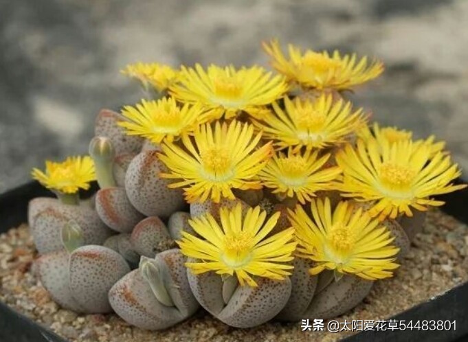 多肉生石花怎么移栽,多肉生石花多久开花