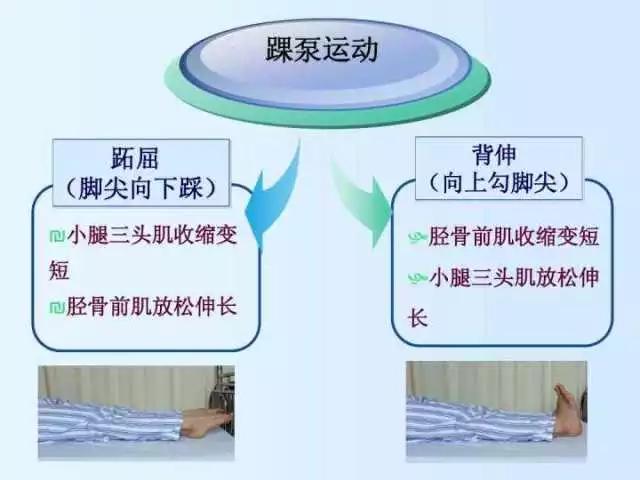 前叉重建术后0～4周康复计划