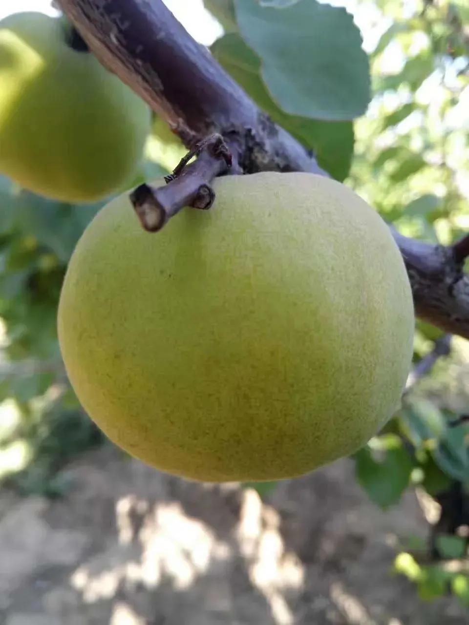 大同阳高杏几月熟,大同阳高大金杏