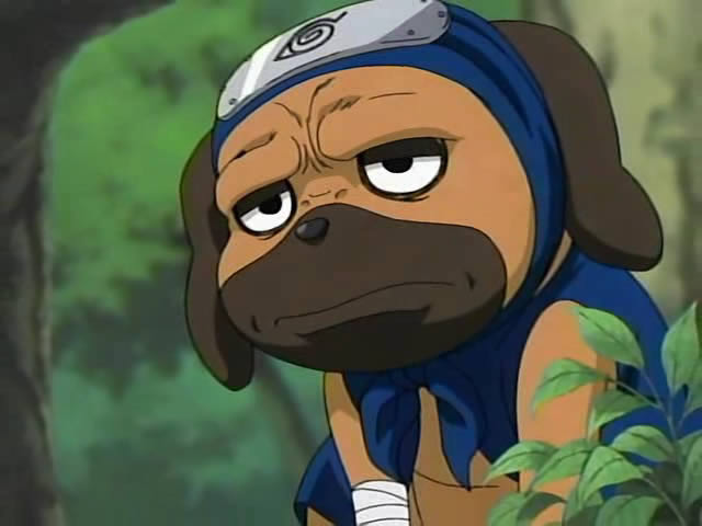 三只萌宠你们喜欢哪只,萌宠大合集你最喜欢哪一只