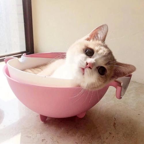 猫猫吃什么样的猫粮比较好,教你怎么给猫咪选适合的猫粮