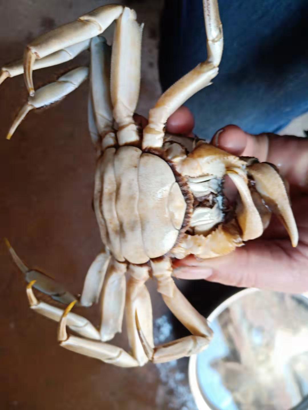 吃螃蟹正确方法,正确吃螃蟹的方法大家看过来