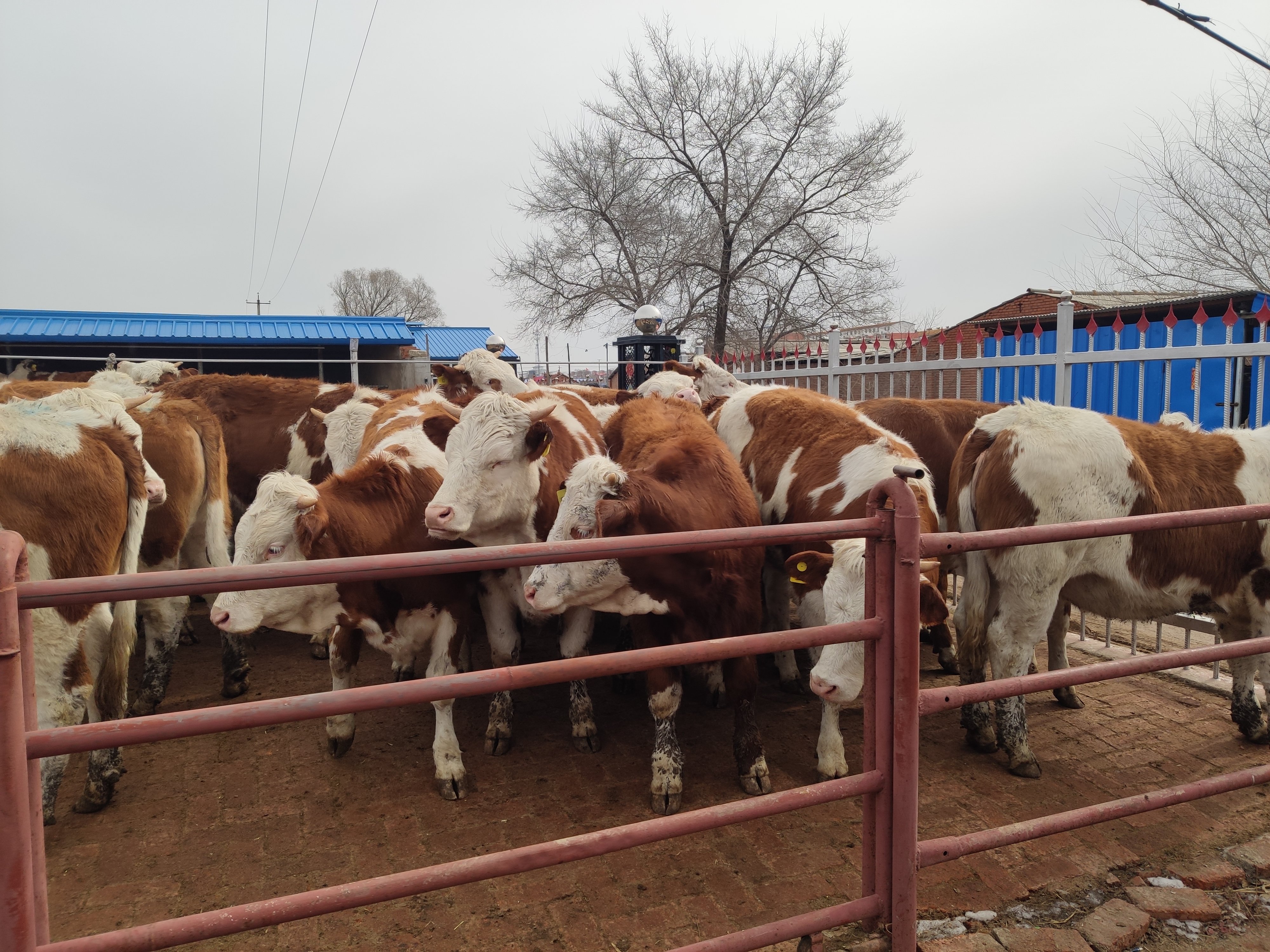 养殖处于朝阳产业的要属养牛,养牛虽然投资大,但效益同样也很大