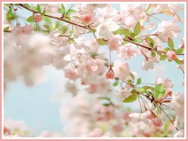 魔都赏花旅游攻略,魔都春季赏花好地方