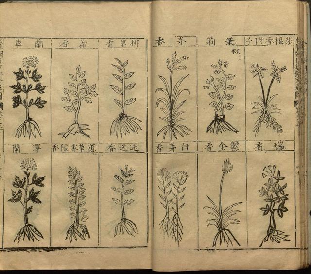 本草纲目中插图是李时珍画的吗,本草纲目李时珍插图