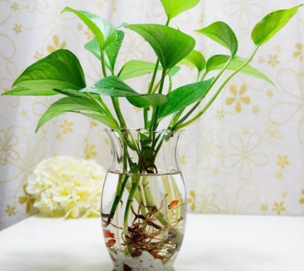 水培绿萝养殖方法的注意事项,水培绿萝怎么修剪根须