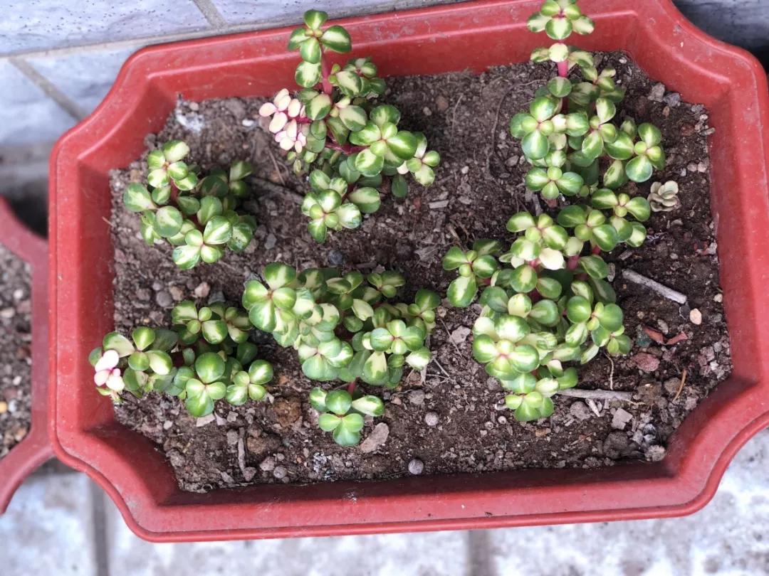 大花马齿苋养花技巧,马齿苋树盆栽怎么养