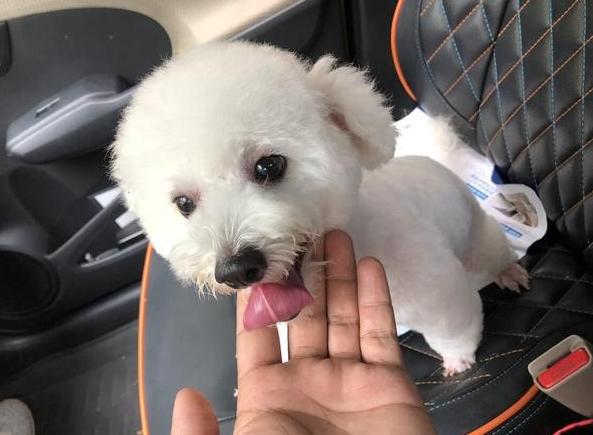 比熊突然特别凶叫怎么办,比熊突然浑身疼是怎么了