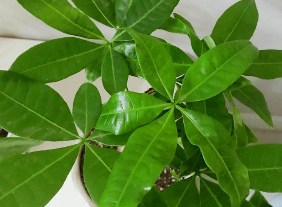 冬天耐寒又不需要浇水的绿植,不怕日晒的水培家养绿植有哪些