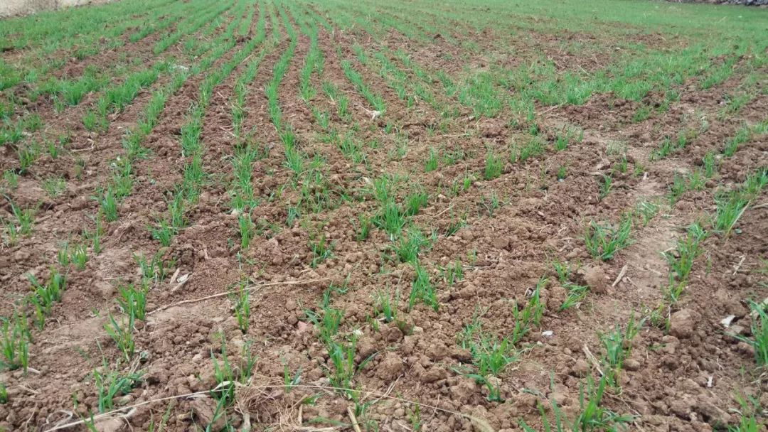 小麦发黄死苗用什么药治疗,小麦发黄有死苗什么原因怎样治