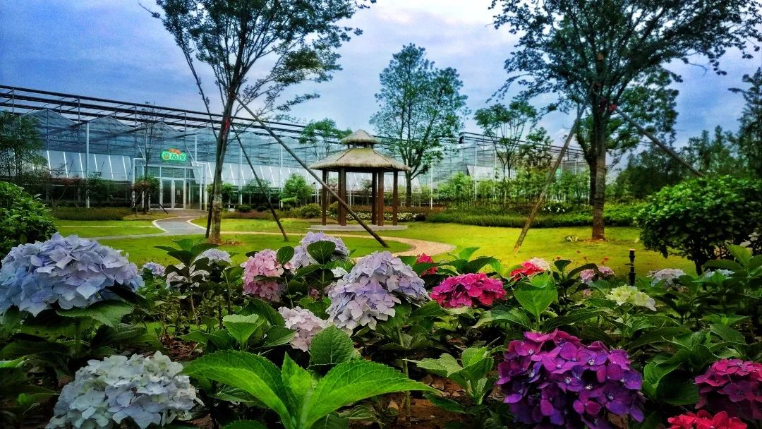 蓝城史诗级田园巨著，或将引领十万武汉人“上山下乡”