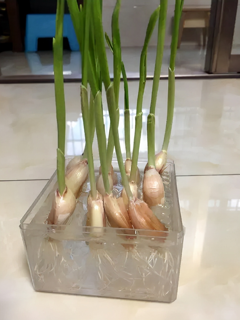 家里种蒜怎么浇水,家里种大蒜的方法