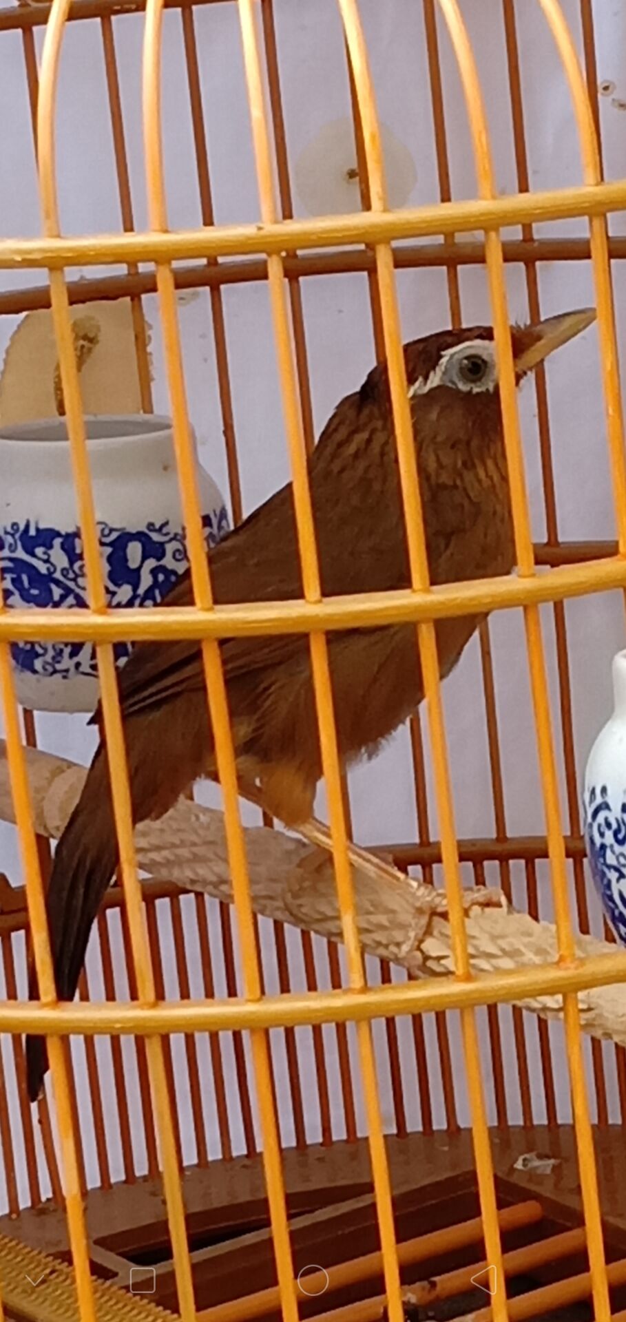 画眉负口鸟如何养成正口,画眉鸟负口了怎么恢复