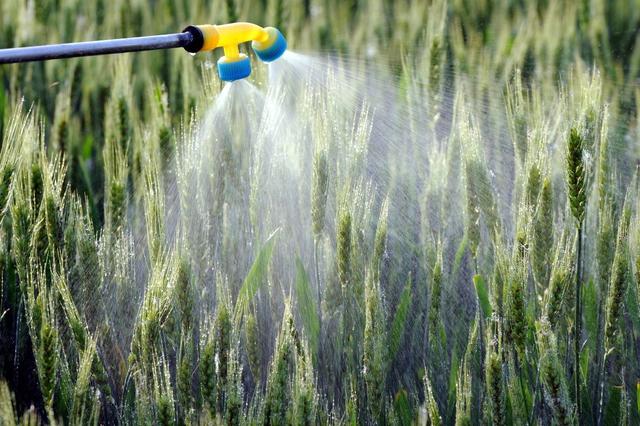 硼对小麦功效,小麦补硼高产