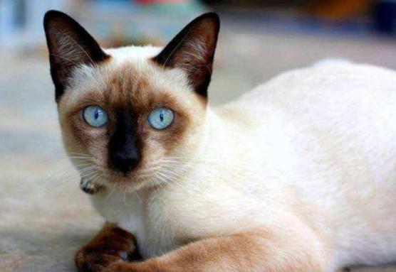 母猫更粘人还是暹罗猫更粘人,十大最干净最好养的猫暹罗猫