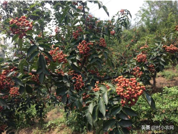 怎样种出高产花椒,农民种花椒技术视频