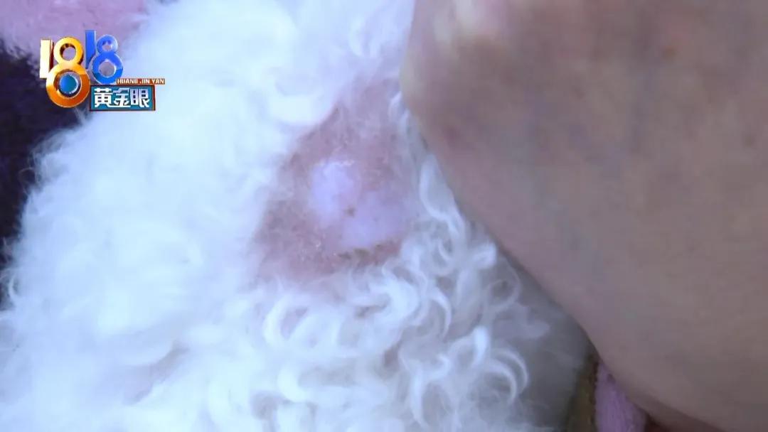 小狗背上一大块斑秃,小狗斑秃起皮屑