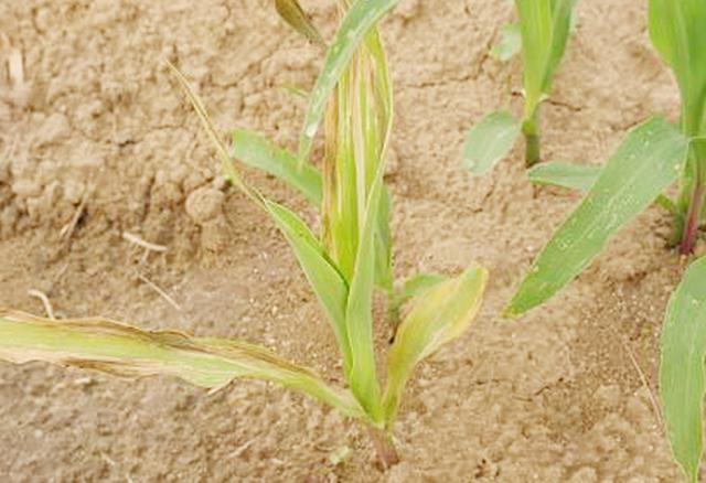 玉米肥害会造成玉米长势慢吗,玉米受肥害怎么办
