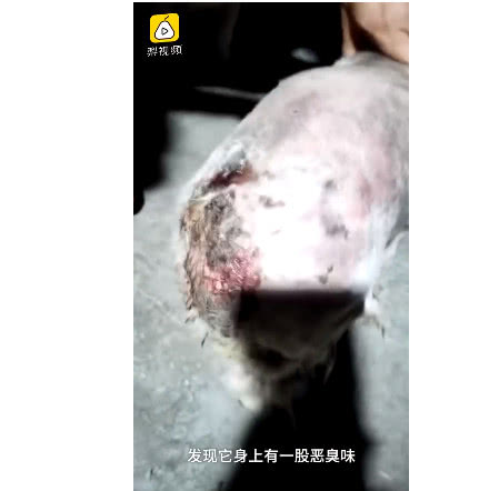 流浪狗全身腐烂救助,流浪狗截肢
