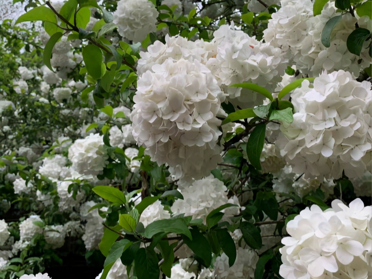 琼花开在什么地方,琼花盛开的地方