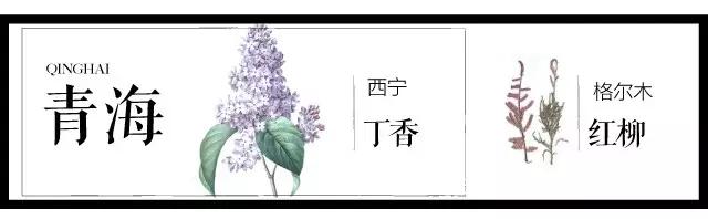 全国各个城市的市花一览表,十大城市的市花